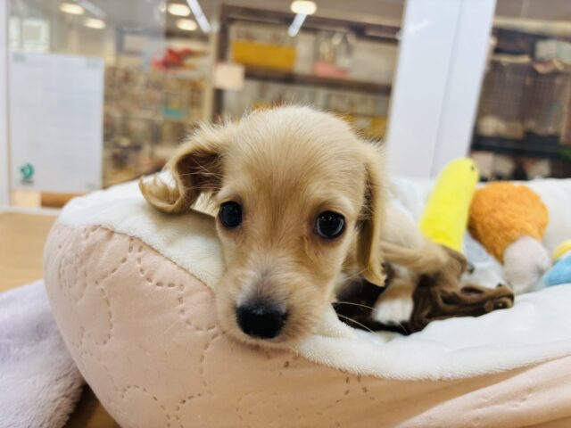 ミニチュアダックス