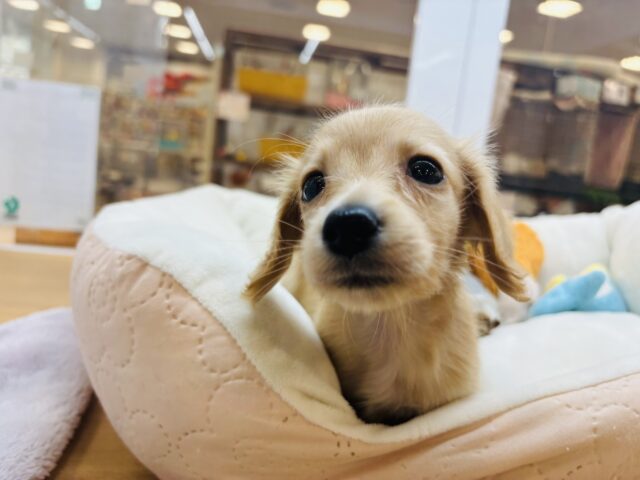 ミニチュアダックス