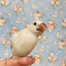 一人餌‪ꔛ‬❤︎ 人なれバッチリ♬*キュートなシルバーイノ文鳥さん🕊️✨