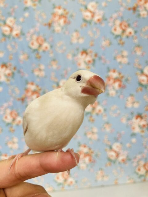 一人餌‪ꔛ‬❤︎ 人なれバッチリ♬*キュートなシルバーイノ文鳥さん🕊️✨
