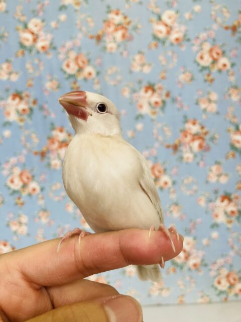 シルバーイノ文鳥