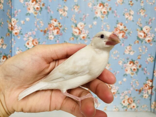 シルバーイノ文鳥
