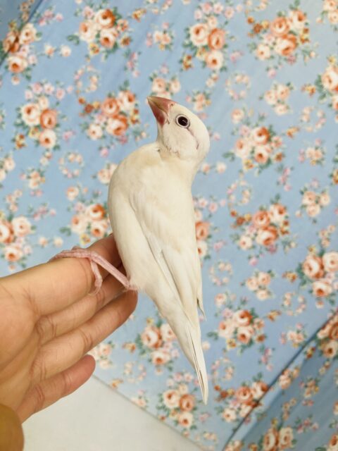 シルバーイノ文鳥