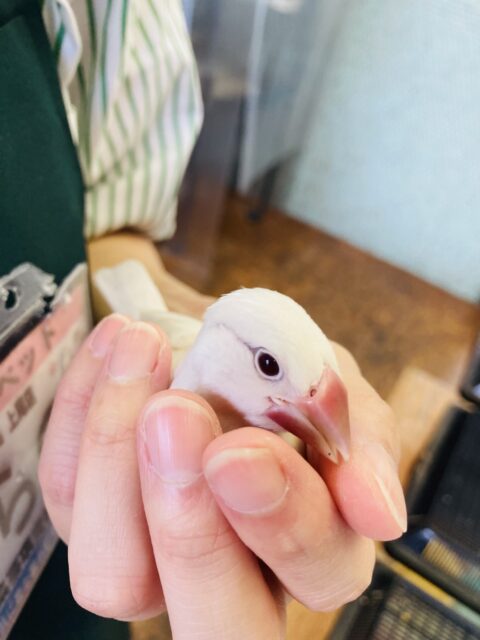 シルバーイノ文鳥