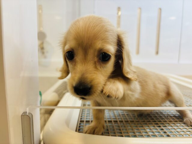 ミニチュアダックス