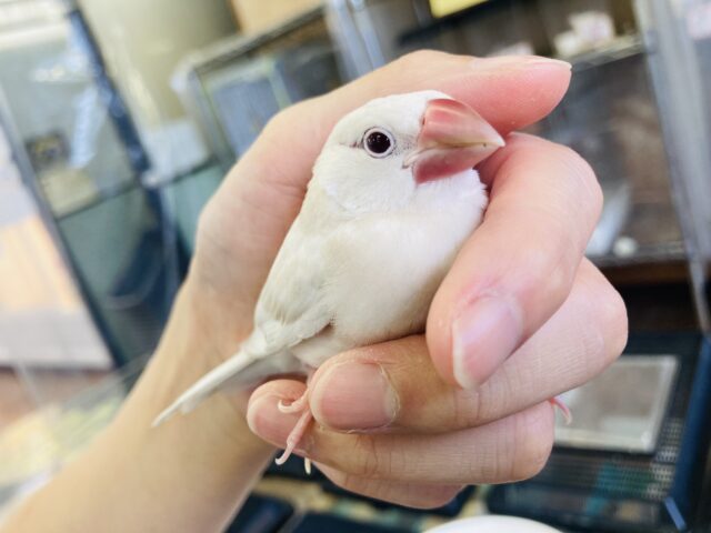 シルバーイノ文鳥