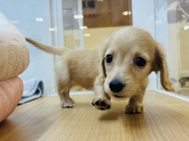 ミニチュアダックス