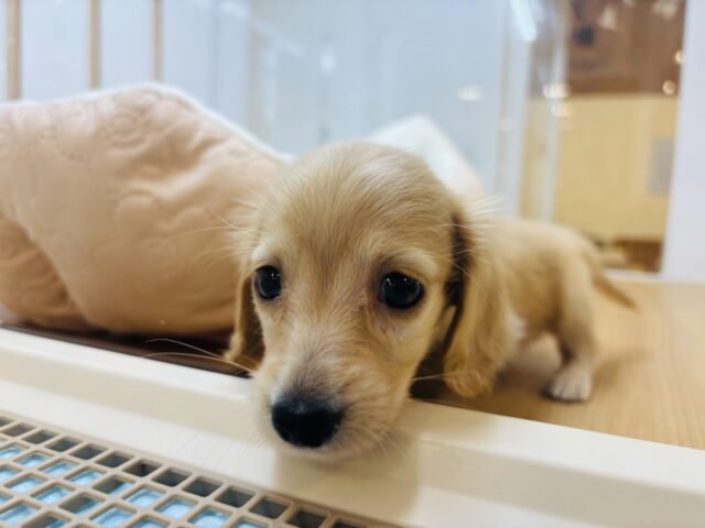 ミニチュアダックス