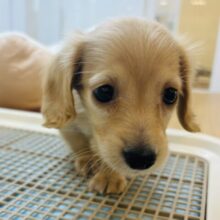 タレ目がチャームポイント♡ミニチュアダックスフンドちゃん！