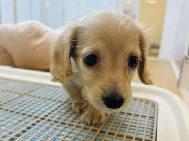 タレ目がチャームポイント♡ミニチュアダックスフンドちゃん！