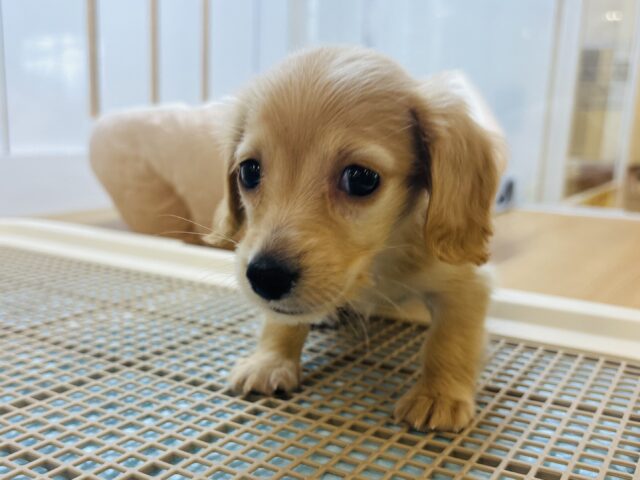 ミニチュアダックス