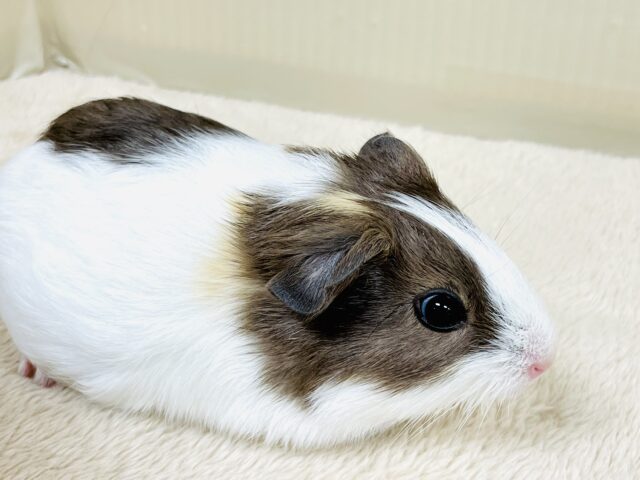 イングリッシュモルモット