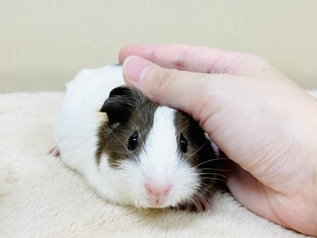 イングリッシュモルモット