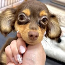 まんまるおめめのチワックスちゃん❣️