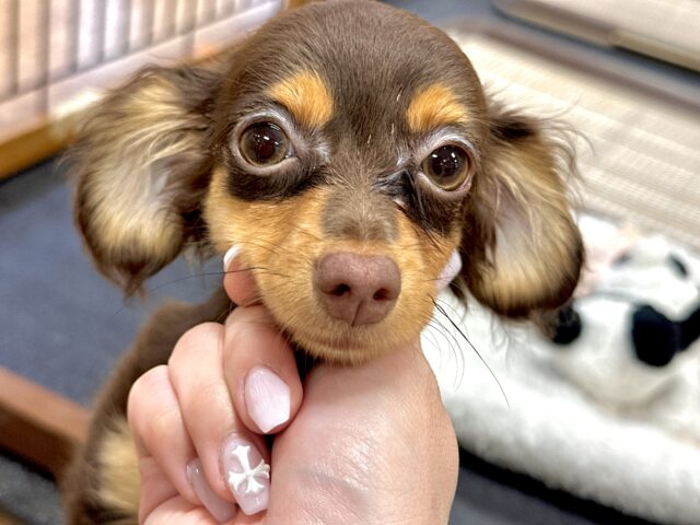 まんまるおめめのチワックスちゃん❣️