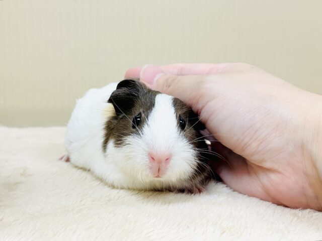 イングリッシュモルモット