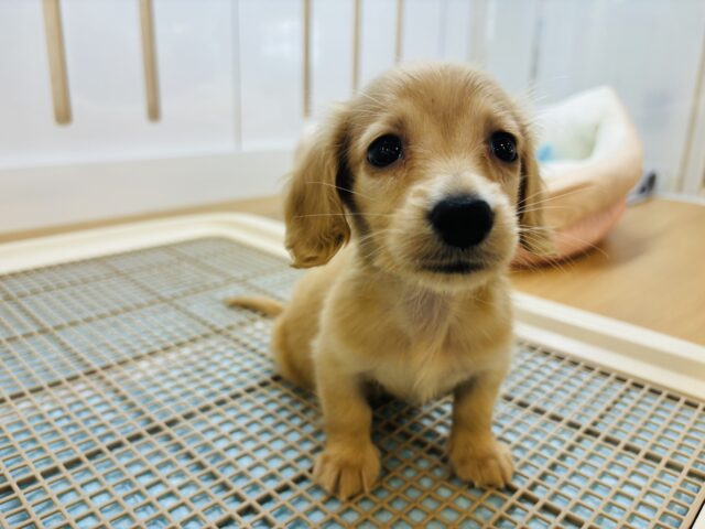 ミニチュアダックス