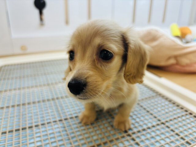 ミニチュアダックス