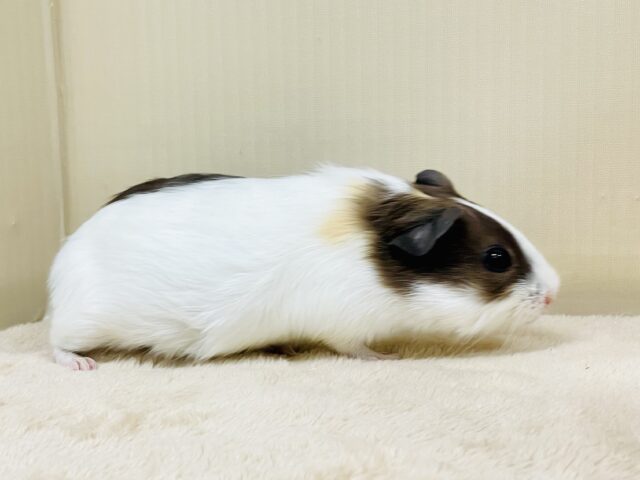 イングリッシュモルモット