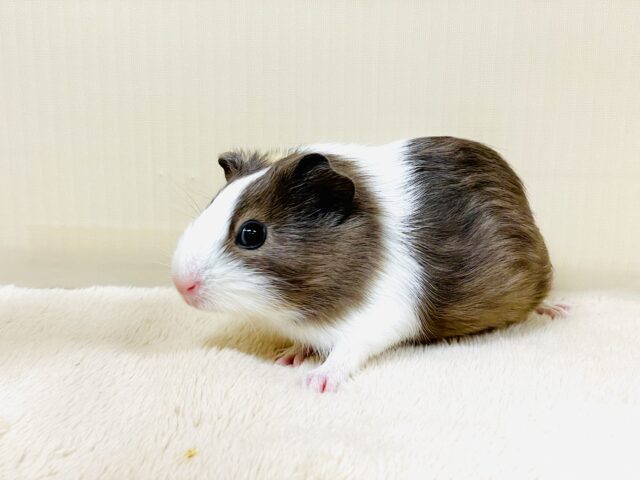 イングリッシュモルモット