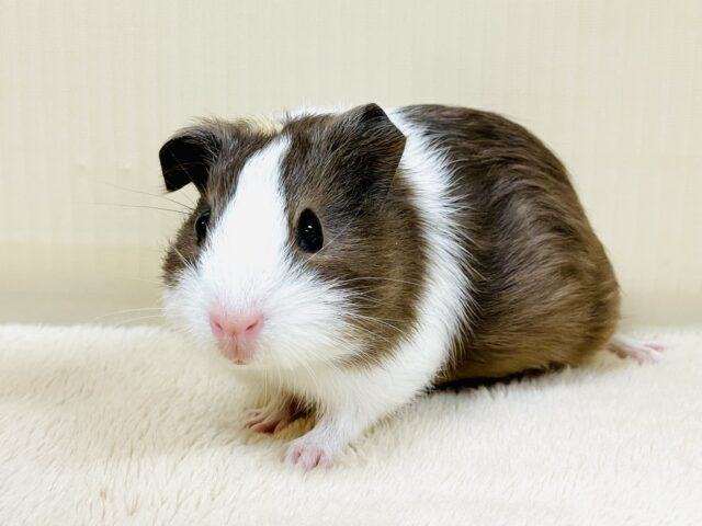 手のひらすっぽり🩷イングリッシュモルモット（女の子）