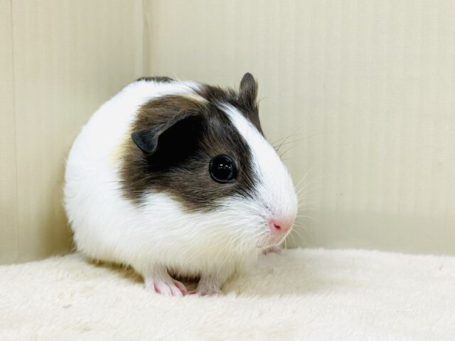 イングリッシュモルモット