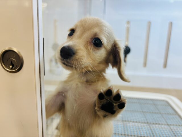 ミニチュアダックス