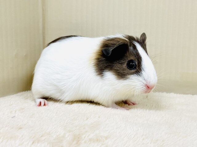 イングリッシュモルモット