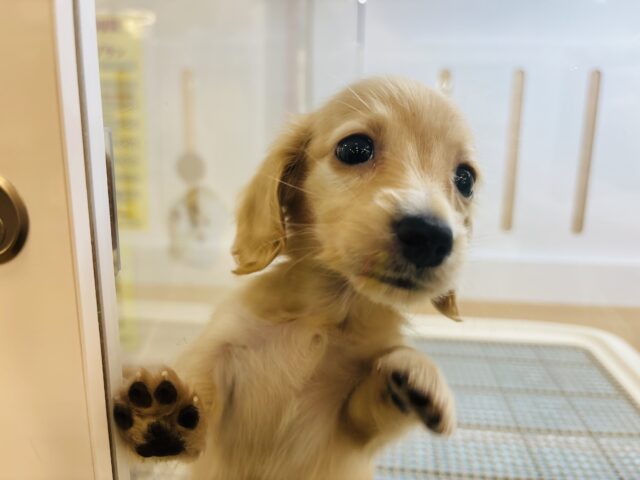 ミニチュアダックス