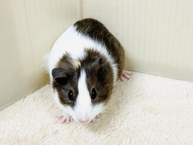 イングリッシュモルモット