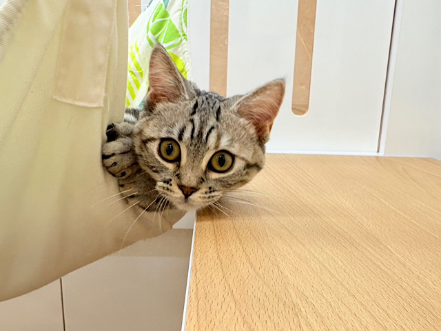 超ホヤホヤ最新画像✨あたちをなでてぇ~!!!マンチカンちゃん! マンチカン