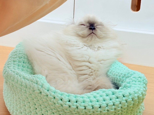 アメリカンカール