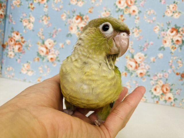 ホオミドリウロコインコ