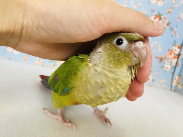 ホオミドリウロコインコ