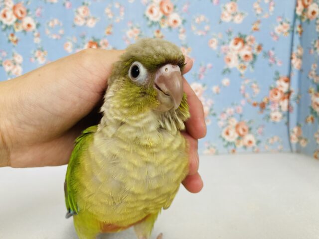 ホオミドリウロコインコ