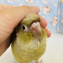 ウブウブ❤︎*ˊᵕˋ ピュアバ−ド🕊️✨手乗りウロコインコさん(シナモン)💚💛