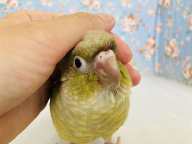 ウブウブ❤︎*ˊᵕˋ ピュアバ−ド🕊️✨手乗りウロコインコさん(シナモン)💚💛