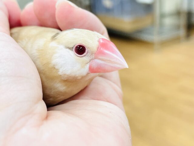 仲良くしてね🤎シナモン文鳥さん