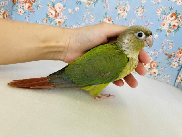 ホオミドリウロコインコ