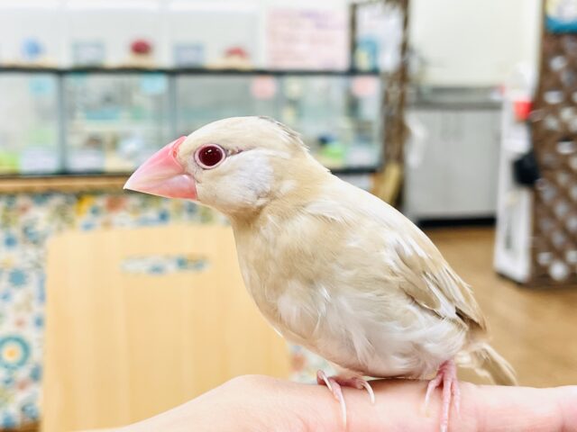 シナモン文鳥