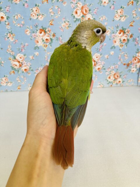 ホオミドリウロコインコ