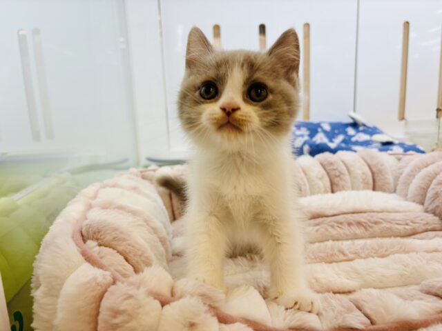 ブリティッシュショートヘア