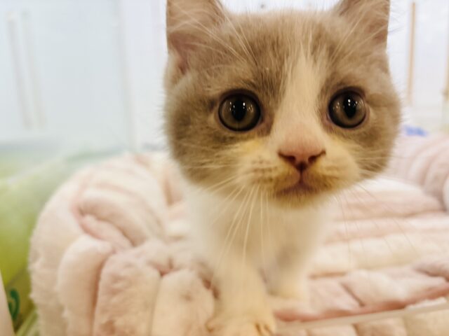 ブリティッシュショートヘア