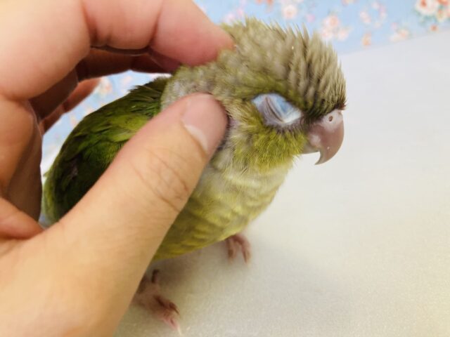 ホオミドリウロコインコ