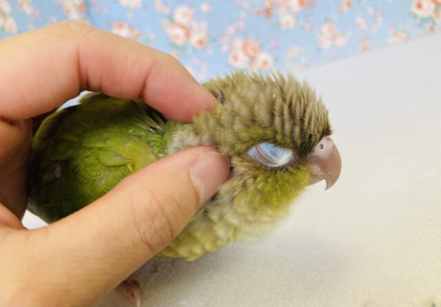 ホオミドリウロコインコ