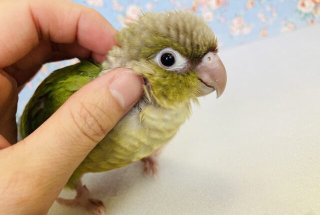 ホオミドリウロコインコ