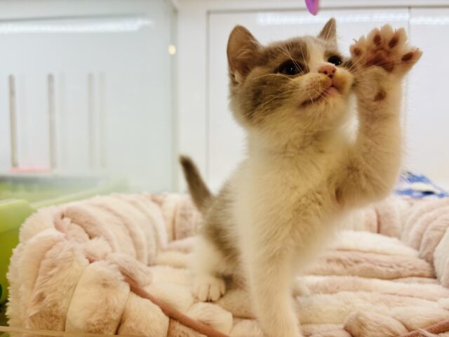 ブリティッシュショートヘア