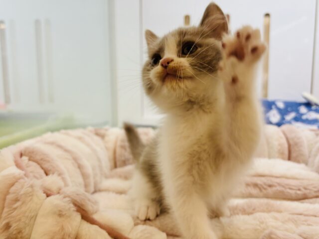 ブリティッシュショートヘア