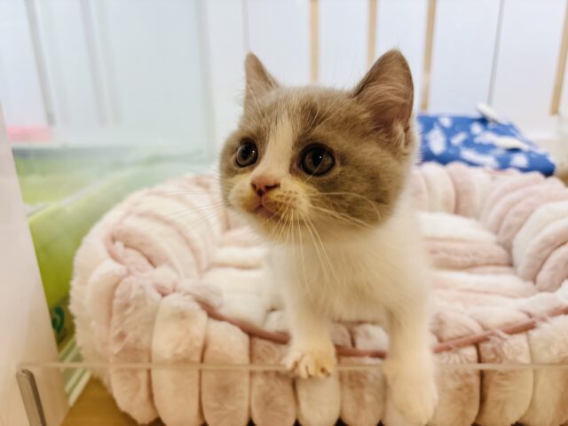 ブリティッシュショートヘア