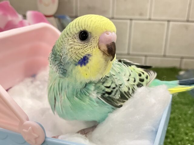 セキセイインコ